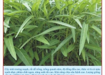 Water spinach seeds